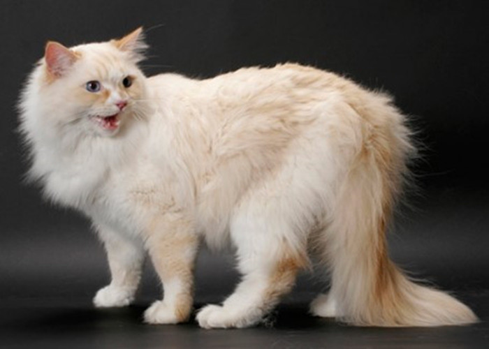 Kucing Ragamuffin, Hasil Persilangan Kucing Ragdoll, Bulunya Cantik Seperti Sang Induk