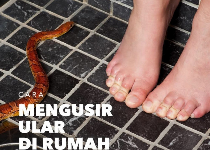 7 Tips Ampuh Usir Hewan Pengganggu di Rumah, Termasuk Ular