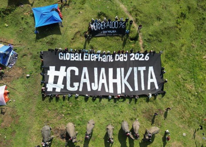 Gajah Sumatera Bengkulu Terancam Punah, Koalisi Usul 80 Ribu Hektare Jadi Suaka Margasatwa