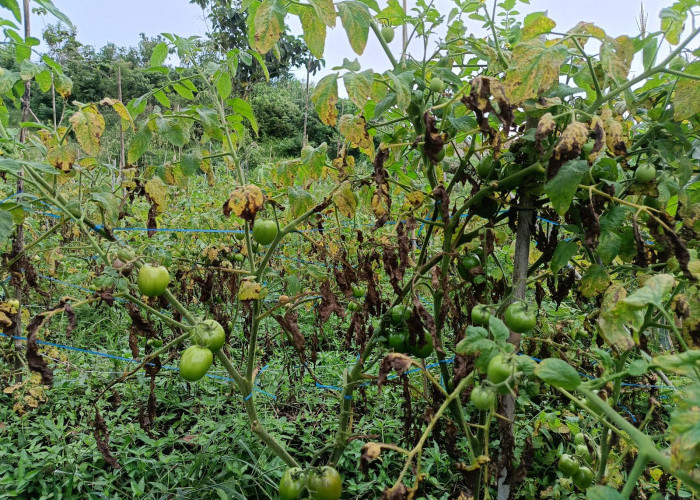 Kenali Penyakit pada Tanaman Tomat, Hindari Kerugian Saat Budidaya