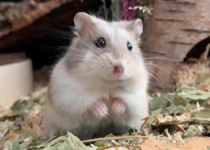 Mengenal Lebih Dekat Karakteristik Hamsters Sebagai Hewan Peliharaan Nan Lucu dan Menggemaskan