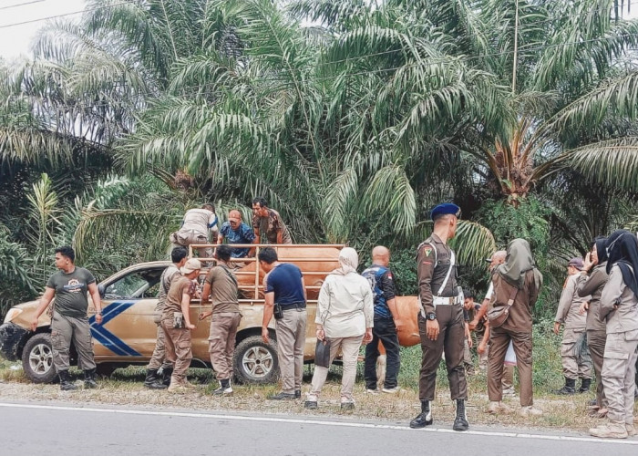 Ternak Liar Rusak Tanaman Warga, Satpol PP Bengkulu Selatan Janji Tertibkan di 2026