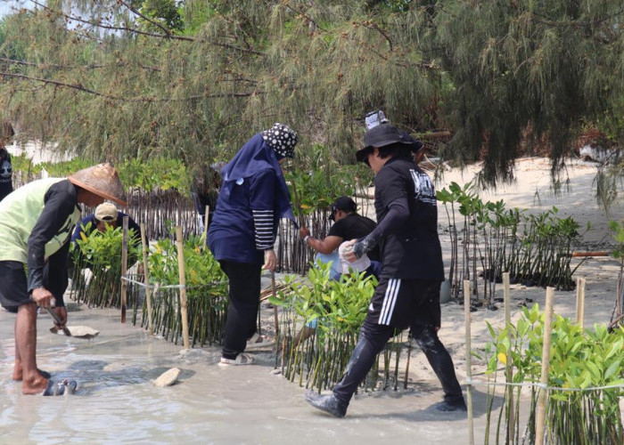 Dukung Upaya Pemerintah dalam Pelestarian Lingkungan, BRI Menanam 10.500 Bibit Mangrove di Pulau Tidung