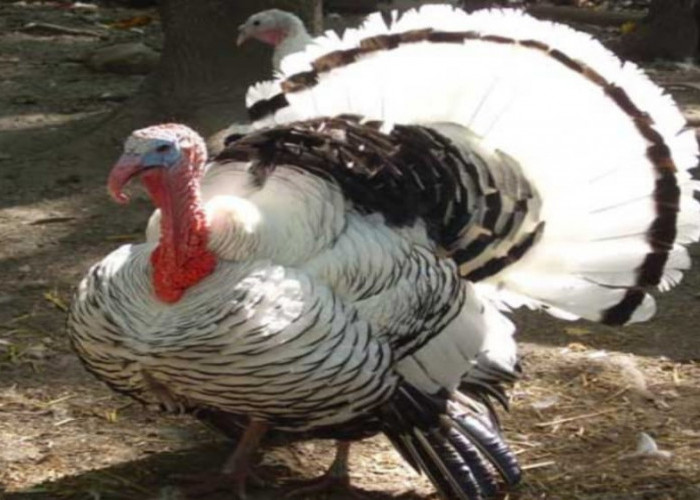 Ayam Kalkun, Unggas Besar Asal Amerika Utara yang Dipelihara untuk Diambil Dagingnya