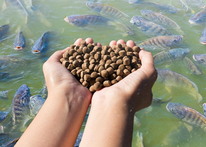 Kapan Waktu yang Tepat untuk Memberi Pakan Ikan Nila? Ini Panduan Lengkapnya