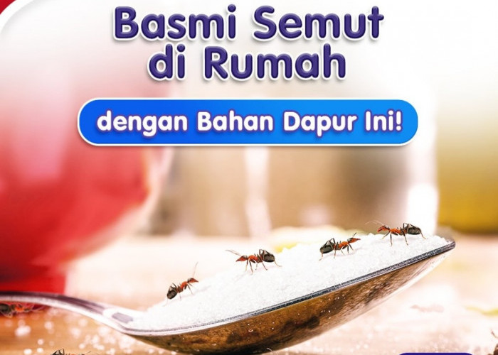 5 Tips Ampuh untuk Mengusir Semut dari Rumah dengan Bahan Sederhana