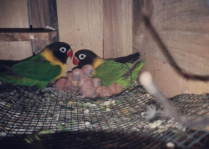 10 Tips Efektif Merawat Anakan Burung Lovebird hingga Mandiri