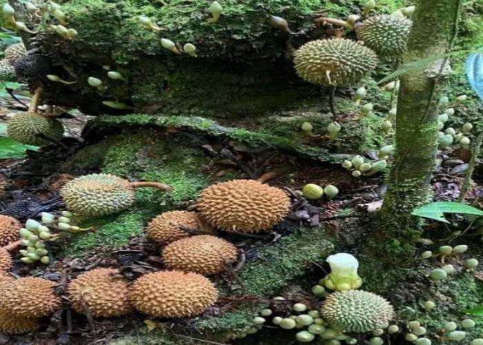 Bukan Hanya Durian Gundul, Inilah 5 Jenis Durian Unik yang Ada di Indonesia