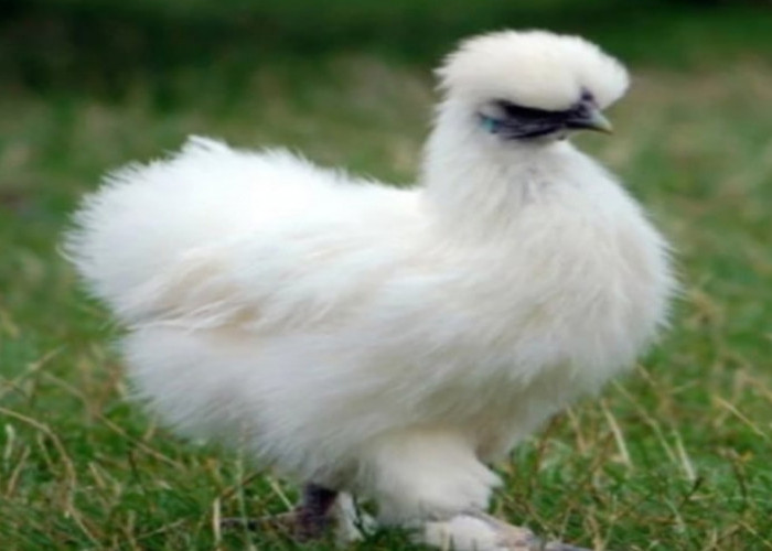 Ayam Silkie, Ayam Cantik dengan Bulu Kapas Lembut Bagaikan Sutra