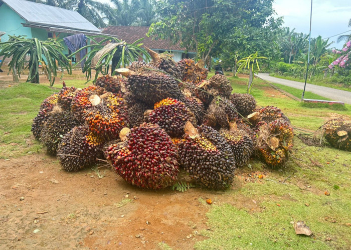 Pertengahan Januari 2026, Harga TBS Sawit di Mukomuko Masih Stabil