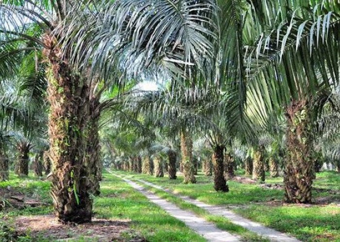 Harga Sawit Mukomuko Melonjak hingga Rp250 per Kg, Tembus Rp2.440 dan Kian Dekati Target Provinsi
