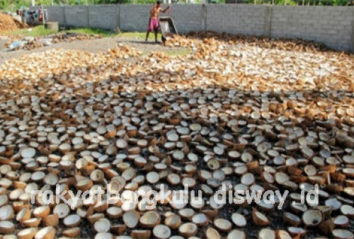 Harga Kelapa Anjlok,  Petani Fokus ke Kopra