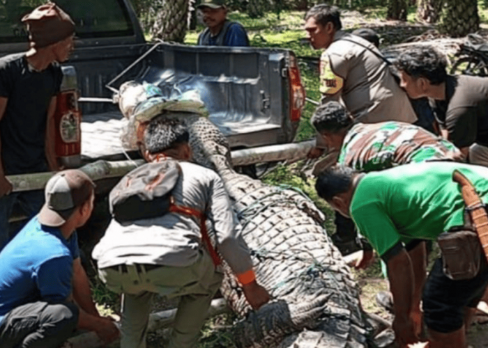 BKSDA Bengkulu Rehabilitasi Buaya yang Ditangkap Warga Mukomuko