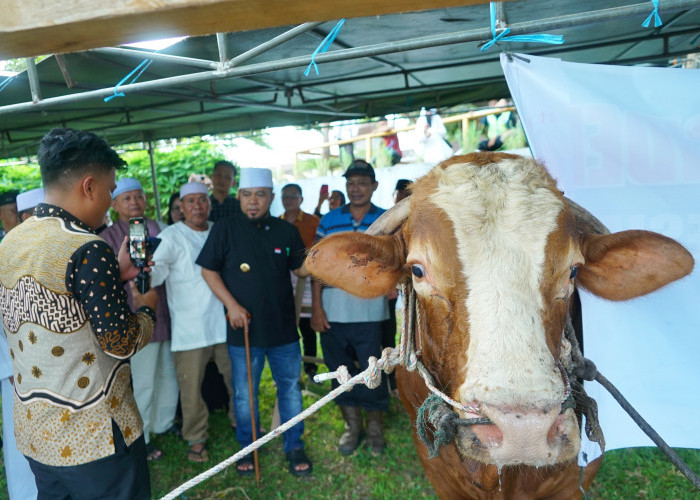 Presiden Prabowo Sumbang 11 Sapi Kurban ke Bengkulu, Disalurkan ke Seluruh Daerah