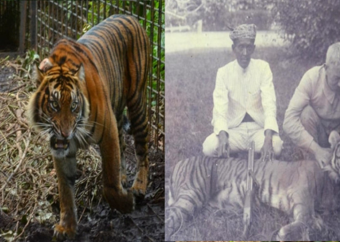 4 Perbedaan Utama Harimau Sumatera dengan Harimau Jawa