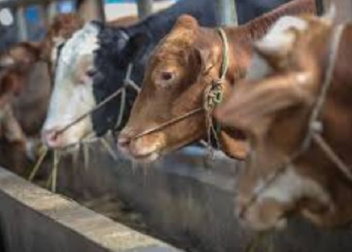 Bolehkah Orang yang Berkurban Makan Daging Kurbannya? Ini Kata Para Ulama