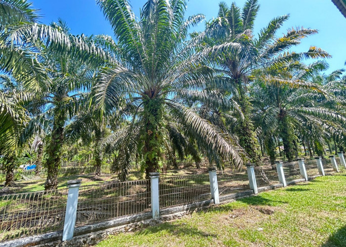 Harga Sawit Mukomuko Masih Bertahan di Rp3.070 per Kg, Petani Tunggu Kenaikan Baru