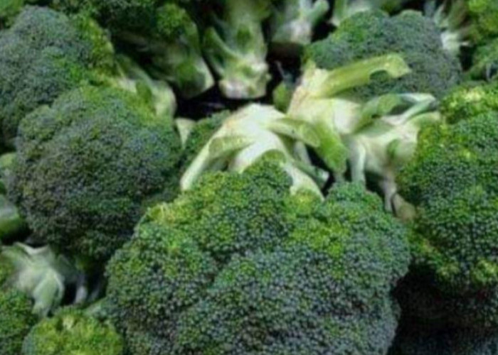 Brokoli, Ternyata Telah Dibudidayakan Sejak Zaman Romawi