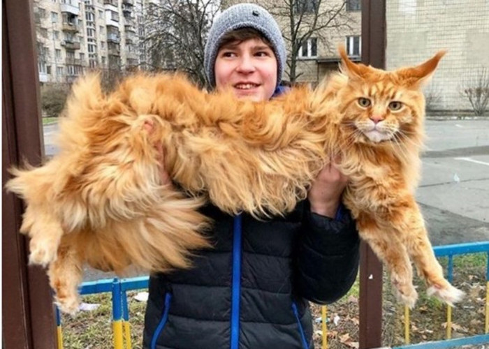 Ras Kucing Berhati Lembut dan Penyayang, Tergolong Cerdas, Perenang Handal 