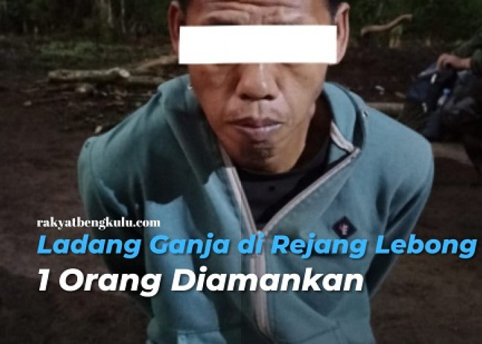 Ungkap 1,5 Hektar Ladang Ganja di Rejang Lebong, 1 Orang Diamankan Polda Bengkulu