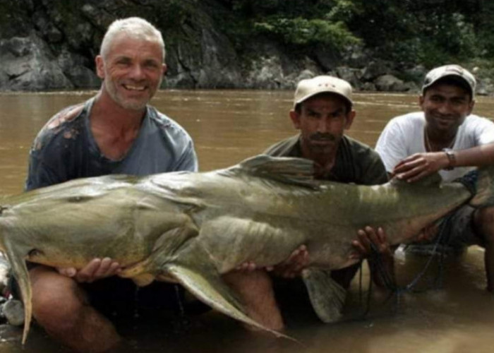 Mirip Ikan Lele! Inilah Fakta Menarik Ikan Goonch Sang Predator yang Berbahaya Bagi Manusia