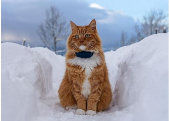 Tidak Takut Apapun, Ini 6 Fakta Menarik Tentang Kucing Orange, Tergolong Kucing Pintar  