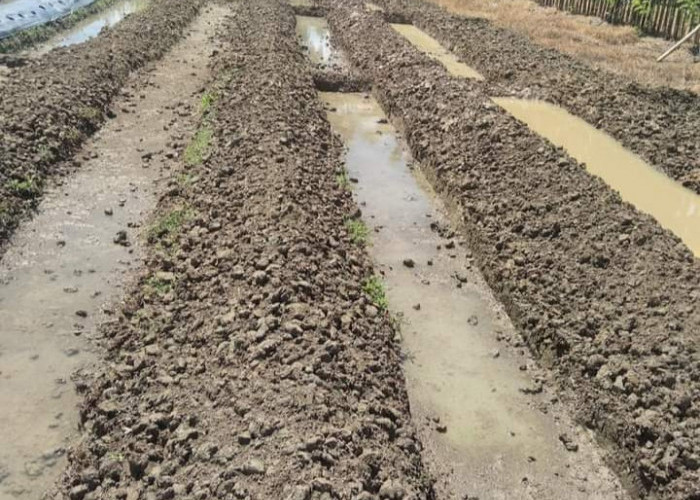 Musim Hujan Tiba, Begini Tips Mengolah Lahan Pertanian Agar Sukses Bercocok Tanam 