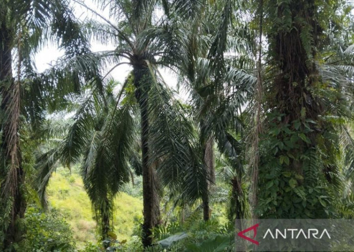Bengkulu Tengah Usulkan Replanting Sawit 212 Hektare, Ribuan Pohon Tua Segera Diremajakan