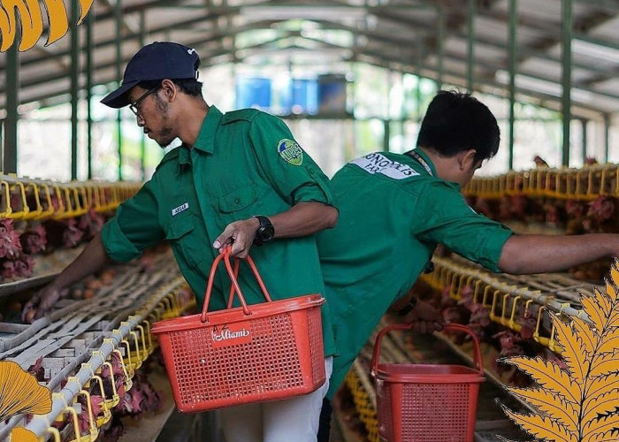 Cegah Kerusakan, Berikut Langkah-langkah Memanen Telur Ayam yang Benar