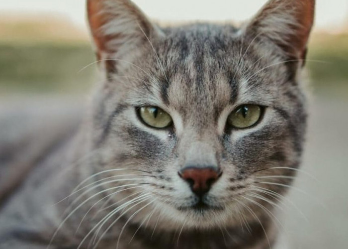 Benarkah Menabrak Kucing Akan Mengalami Kesialan? Berikut Penjelasannya