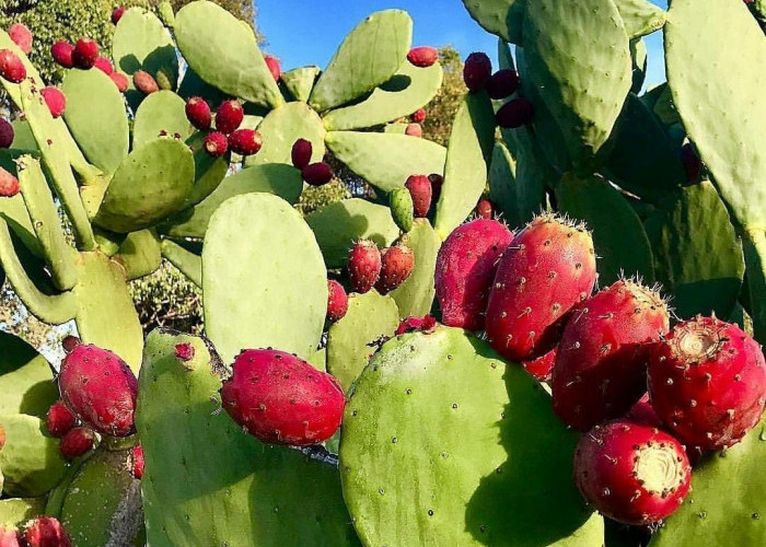 6 Manfaat Buah Kaktus yang Jarang Diketahui, Salah Satunya Menjaga Kesehatan Jantung