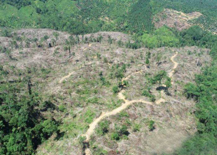 Kanopi: Perambahan Hutan Sawit Sebabkan Konflik Manusia dan Harimau di Mukomuko