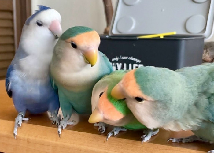 Lovebird dan Perannya dalam Ekosistem: Pentingnya Melestarikan Spesies Ini