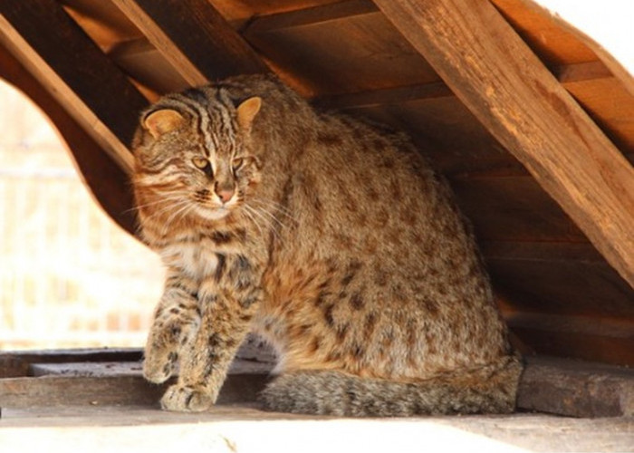 Kehilangan Habitat, Kucing Kuwuk Terancam Punah, Tersebar di Asia Selatan dan Timur 
