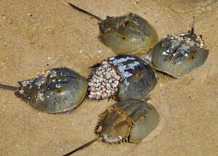 Belangkas, Kepiting Berdarah Biru yang Populer Saat Covid-19, Darahnya untuk Mengetes Keamanan Obat