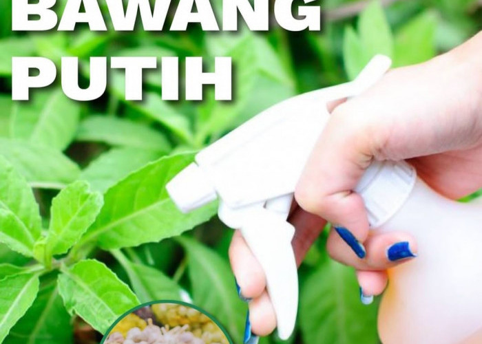 4 Cara Membuat Pestisida Nabati dari Bawang Putih, Tanaman Dijamin Bebas Hama