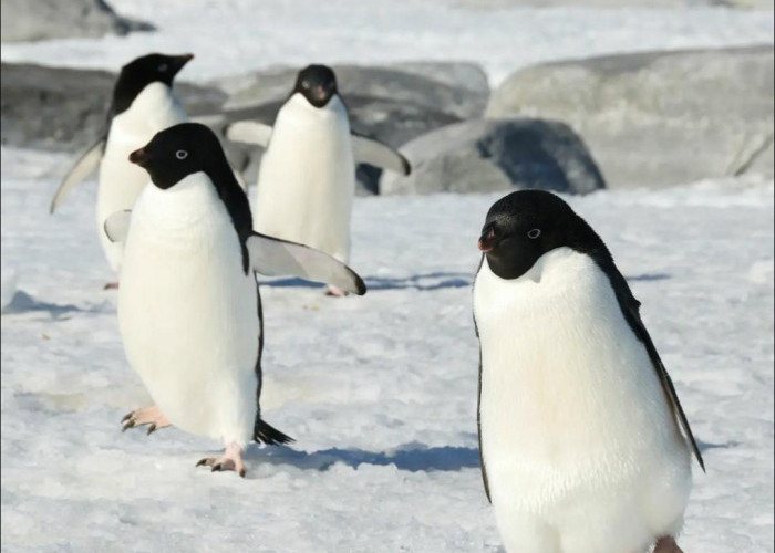 Mengenal 9 Fakta Menarik Tentang Penguin, Si Perenang Hebat