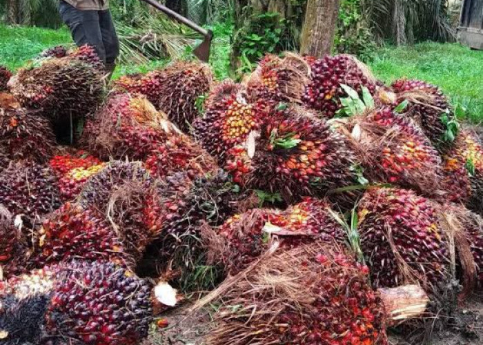 Harga TBS Sawit di Mukomuko Kembali Turun, Tiga Pabrik Pangkas Rp20-30 per Kilogram