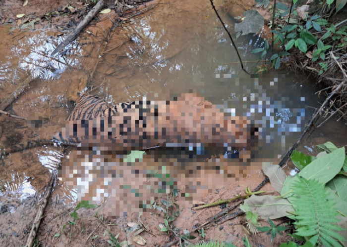 Harimau Sumatera Ditemukan Mati di Mukomuko, Aparat Tunggu Hasil Nekropsi