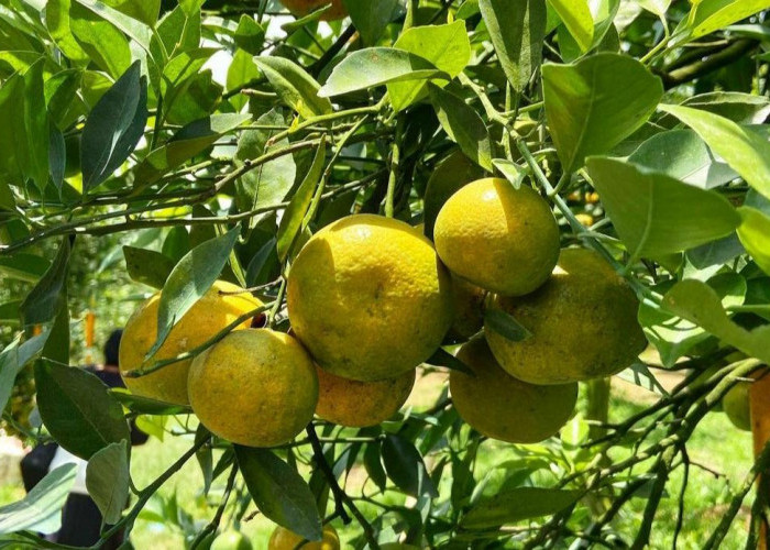 7 Cara Budidaya Jeruk Manis Bagi Pemula