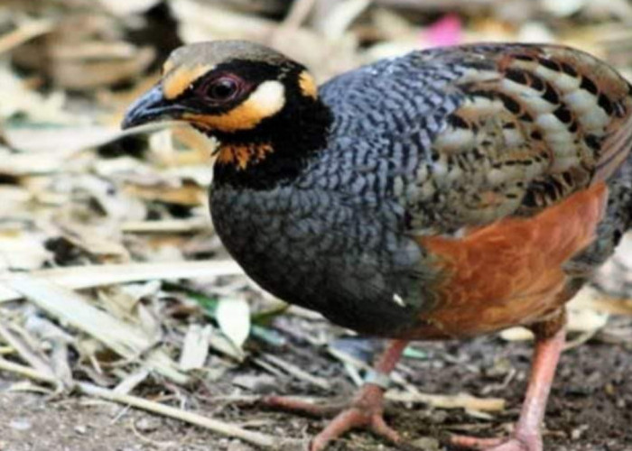 Kekayaan Biodiversitas, Ini 6 Jenis Burung Puyuh Endemik Asli Indonesia 