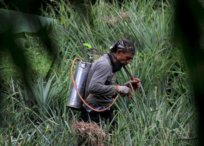 8 Tips Ampuh Merawat Tanaman Nanas Agar Sehat dan Berbuah Lebat