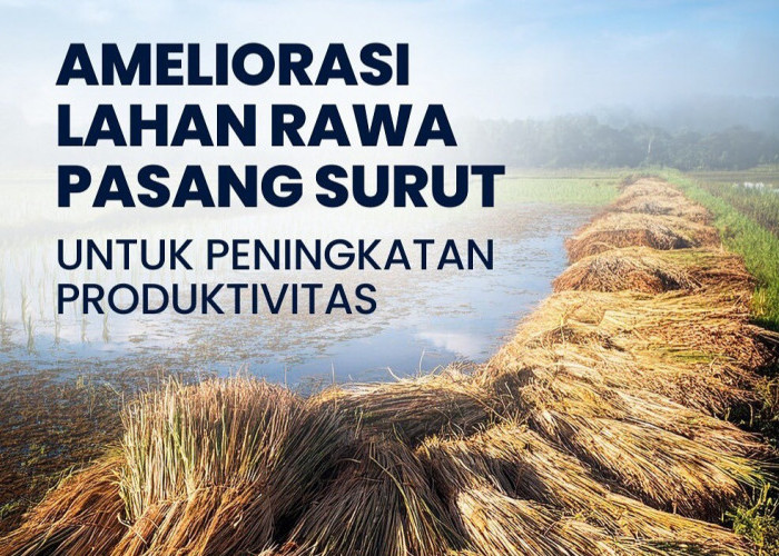 Ameliorasi Lahan Rawa Pasang Surut: Solusi untuk Meningkatkan Produktivitas Pertanian