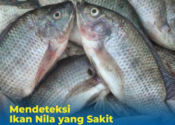 4 Tips Mendeteksi Ikan Nila yang Sakit dan Cara Mengatasinya