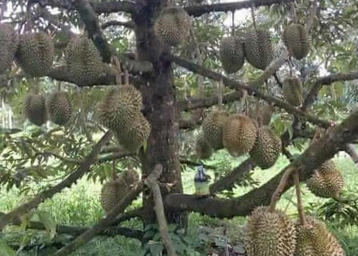 9 Langkah Mudah Budidaya Durian untuk Pemula yang Ingin Sukses