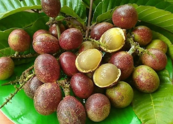 10 Manfaat Mengonsumsi Buah Matoa, Menjaga Keseimbangan Gula Darah dan Lainnya