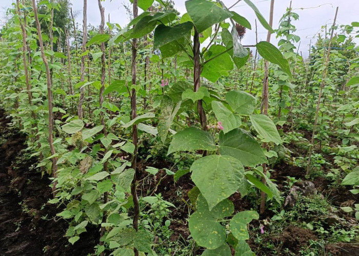 Unsur Hara Penting pada Masa Pembungaan Tanaman Hortikultura: Fosfat dan Kalium