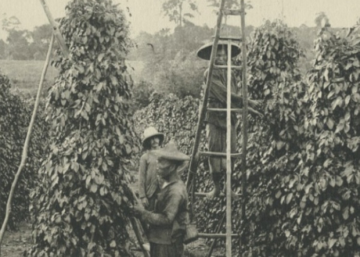 Pamattam Balam , Kebun Kopi, Pala, dan Cengkih Milik Inggris yang Terkenal di Bengkulu
