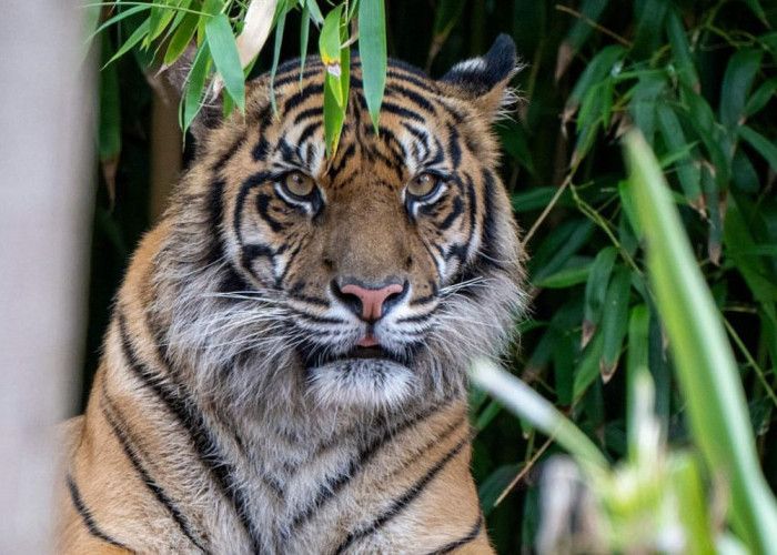 Harimau Sumatera: Pejuang Terakhir Hutan Hujan yang Terancam Punah