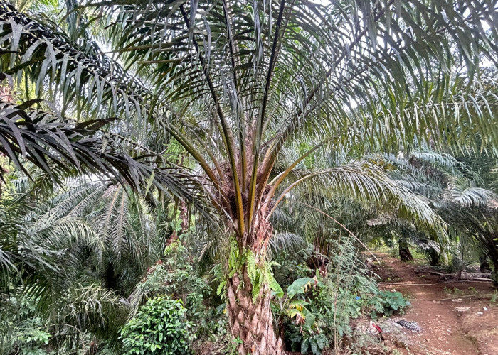 Harga TBS Sawit Mukomuko Jelang Nataru Masih Tinggi, Tertinggi Rp3.005 per Kg